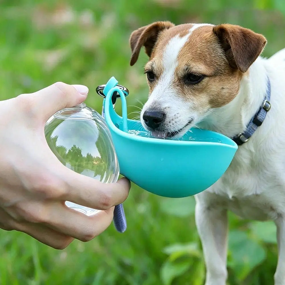 Portable dog water bottle